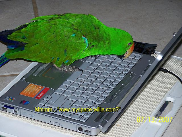Original scene: parrot on laptop